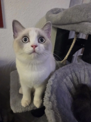 BKH Kitten geimpft entwurmt strahlend blaue Augen
