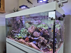 Meerwasseraquarium EHEIM 130 cm   Komplettanlage mit Korallen, Fischen & Technik