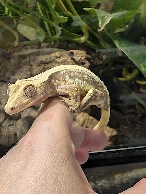 Kronengecko - Correlophus ciliatus 1.0