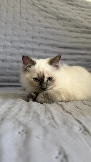 Reinrassige Ragdoll Kitten abgabebereit