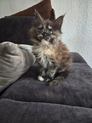 Maine Coon Mädchen XL Black Tortie Smoke