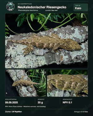 M. Chahoua Mainland 0.1 Adult leachianus etc hamm Bild 5
