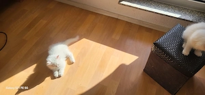  2 Reinrassige Perserkitten in königlichem Schneeweiß (Magdeburg) Bild 6