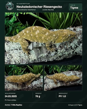 M. Chahoua Mainland 0.1 Adult leachianus etc hamm Bild 3