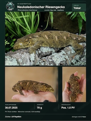 M. Chahoua Mainland 0.1 Adult leachianus etc hamm Bild 4