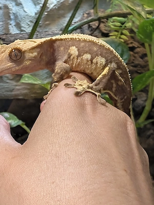 Kronengecko - Correlophus ciliatus 0.1
