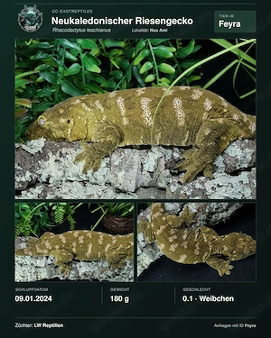 M. Chahoua Mainland 0.1 Adult leachianus etc hamm Bild 2