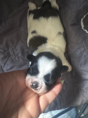 Shihtzu  Welpen Reinrassig