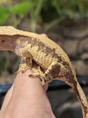 Kronengecko - Correlophus ciliatus 0.1