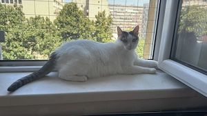 Tecla Ruhiges Katzenmädel sucht ihre Chilloase