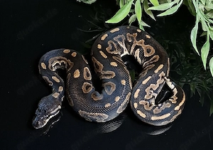 1.0 Cinnamon 100%DH DG Piebald, Python Regius 