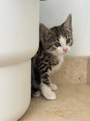 Bengal-Britisch Kurzhaar Mix Kitten