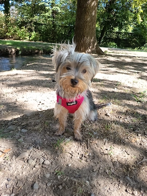 Yorkshire Terrier Hündin 8 Monate alt 