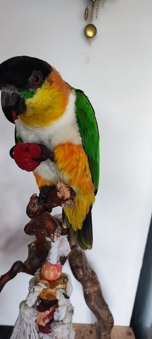 Grünzügelpapagei Männchen 