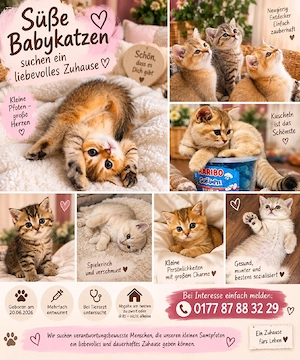 BKH kitten 