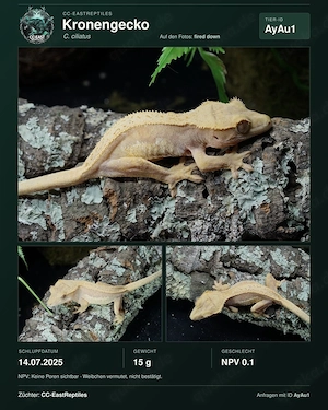 Kronengeckos Hamm C. Ciliatus Morphen NZ Bild 10