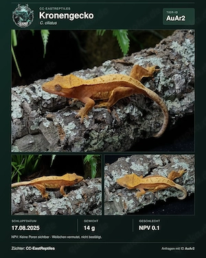 Hamm Kronengeckos NZ C. Ciliatus Morphen