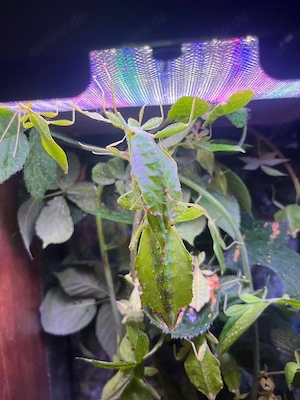 Phillippinisches Wandelndes Blatt (Phyllium phillippinicum