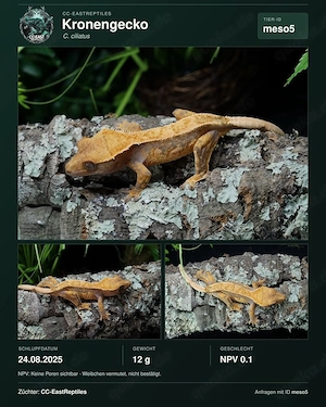 Kronengeckos Hamm C. Ciliatus Morphen NZ