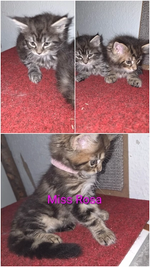 Norweger MaineConn Mix Kitten