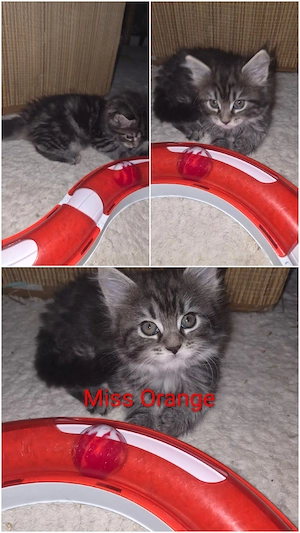 Norweger MaineConn Mix Kitten