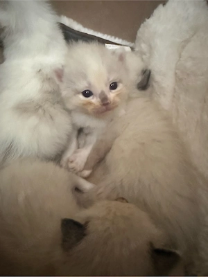 Ragdoll Snowshoe Kitten ab November 