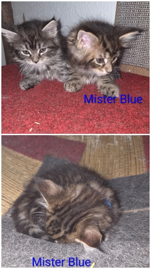 Norweger MaineConn Mix Kitten