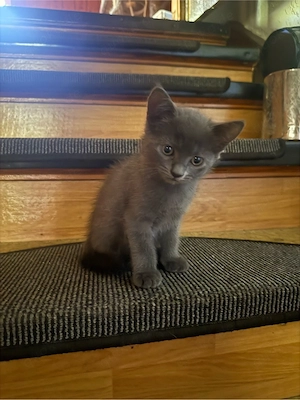 Eine babykatze 