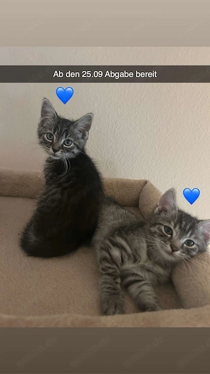 4 Türkisch Angora Kitten 