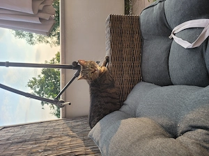 Britische und europäische Katze