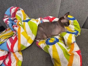 Weibliche Sphynx Katze ca.5Jahre