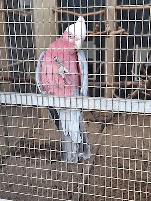 Rosakakadu spalt lutino