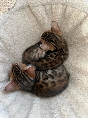 bengal Kitten