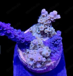 Meerwasser Koralle Rare Acropora tenuis grafted