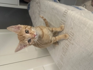 Süßes Katerchen Kitten - rot abzugeben