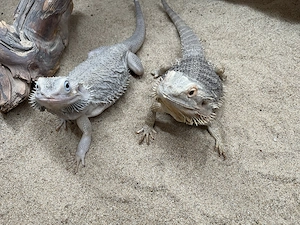 2 Bartagamen weiblich 