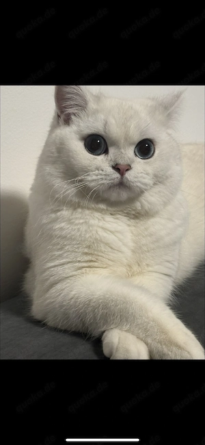 BKH Kater mit wunderschöne Blaue Augen