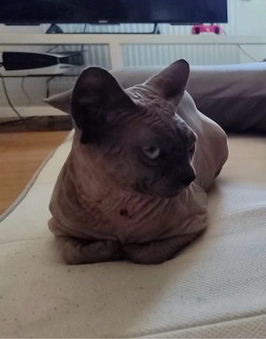 männlicher Sphynx Kater ca2,5Jahre