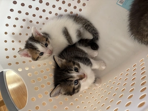 Süße Katzenbabys suchen ein schönes Zuhause für immer 
