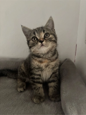 kitten sucht ein zuhause für immer   