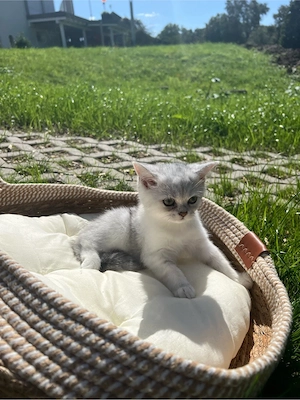 Bkh Kitten