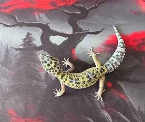 1.0 Leopard Gecko 05.2026   High Yellow