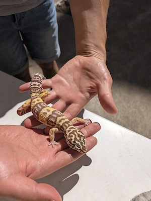 Leopardgecko