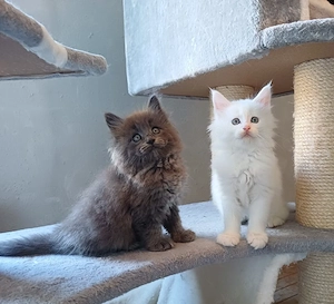  Norwegische Waldkatzen Kitten 
