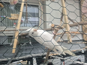 Nymphensittich 3 Stück