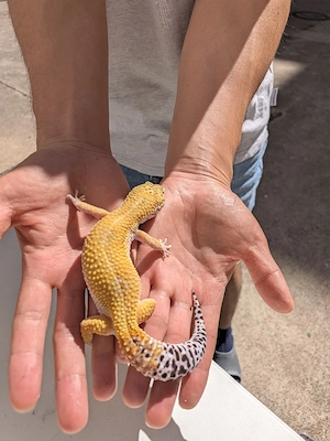 Leopardgecko