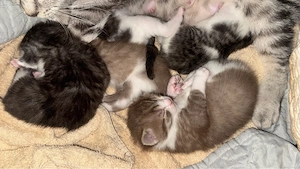 bkh mix kitten