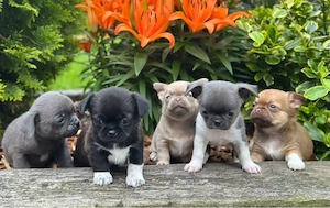 Sweet Chihuahua mini welpen