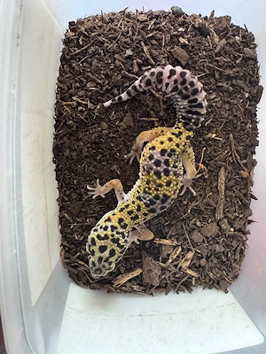 1.0 Leopard Gecko 05.2026 High Yellow
