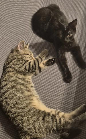 Katzenbabys suchen ein Zuhause